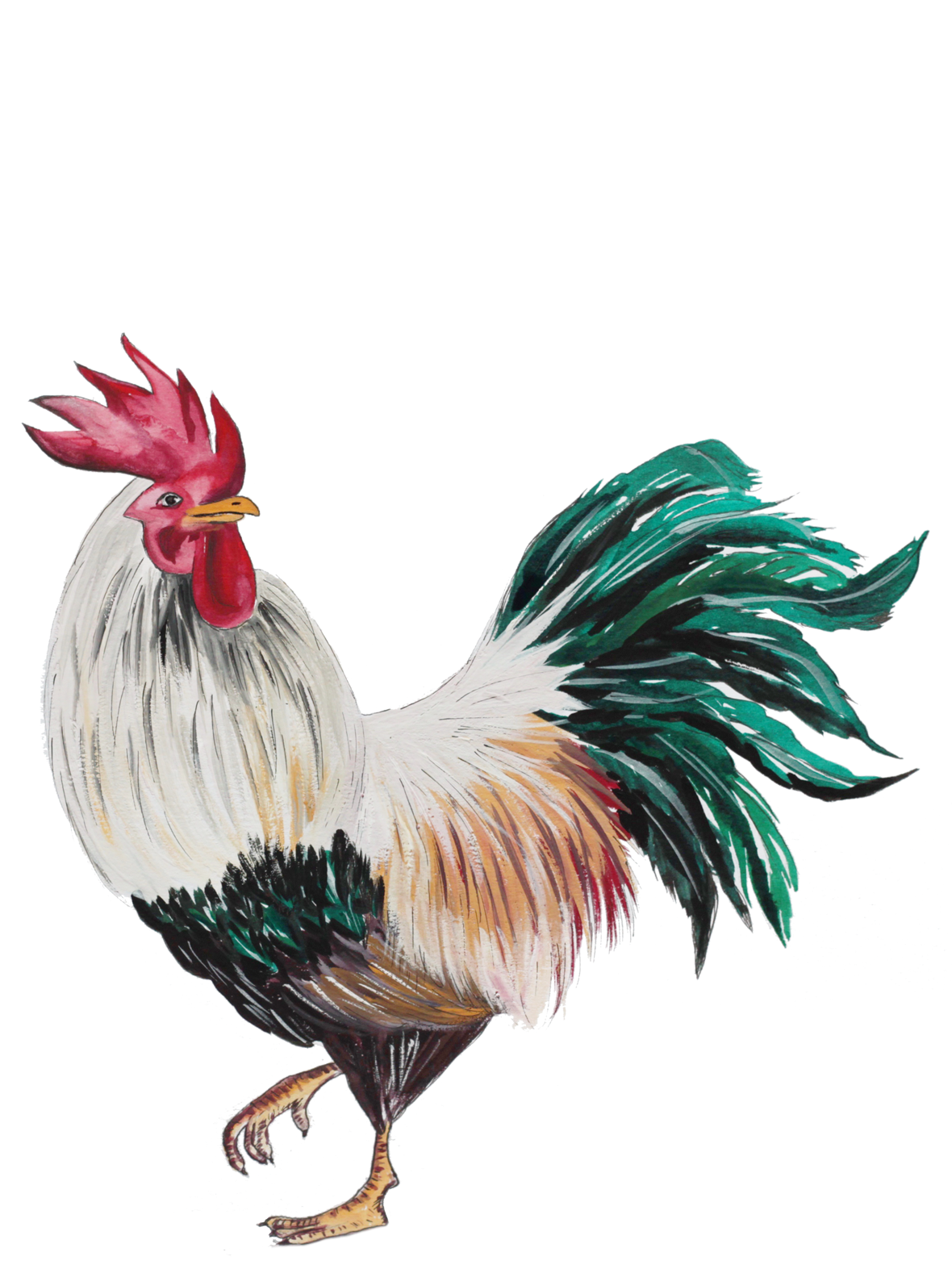 Hand drawn illustration of a Rooster